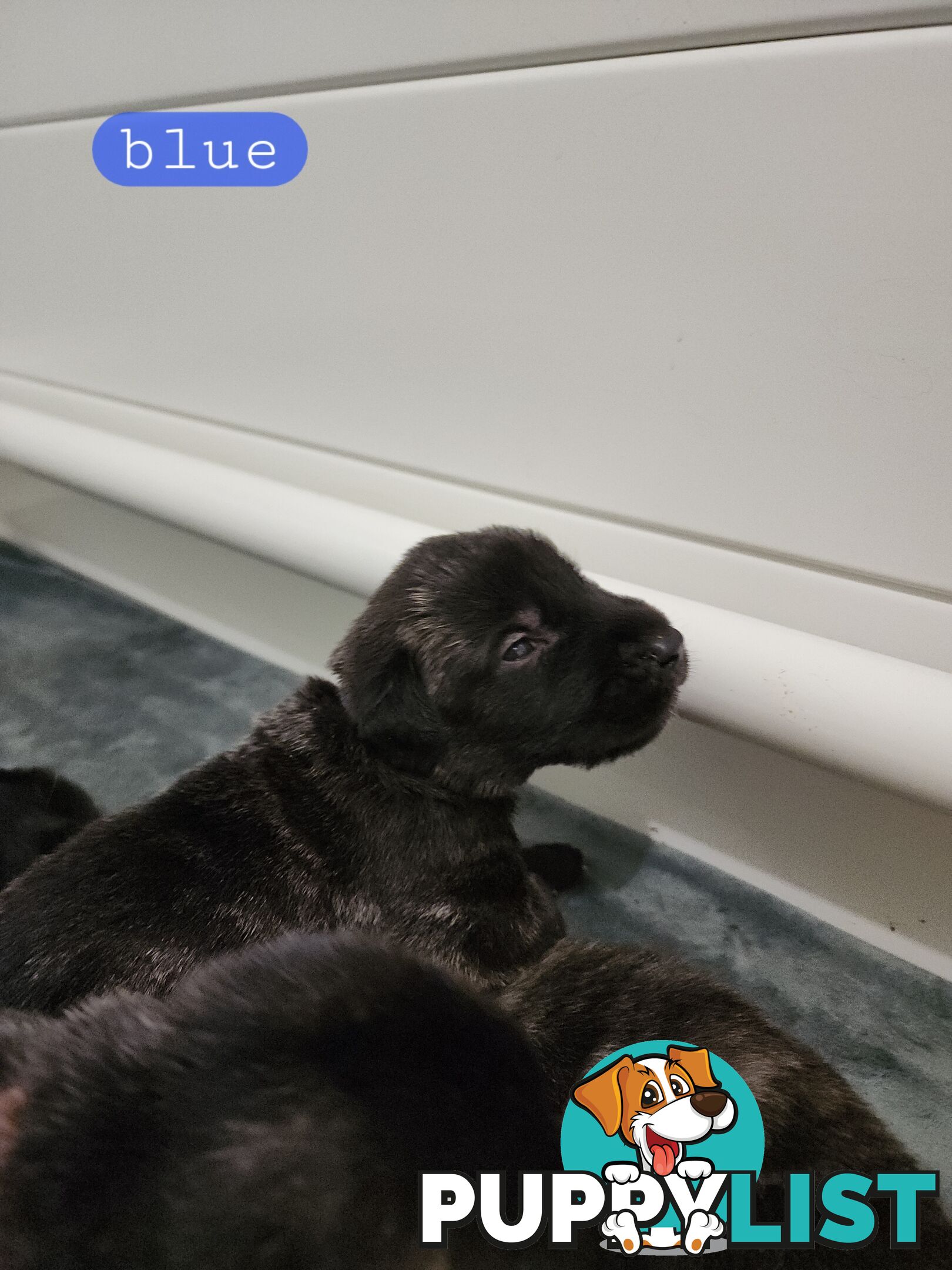 Irish Wolfhound Puppies