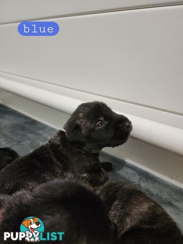 Irish Wolfhound Puppies