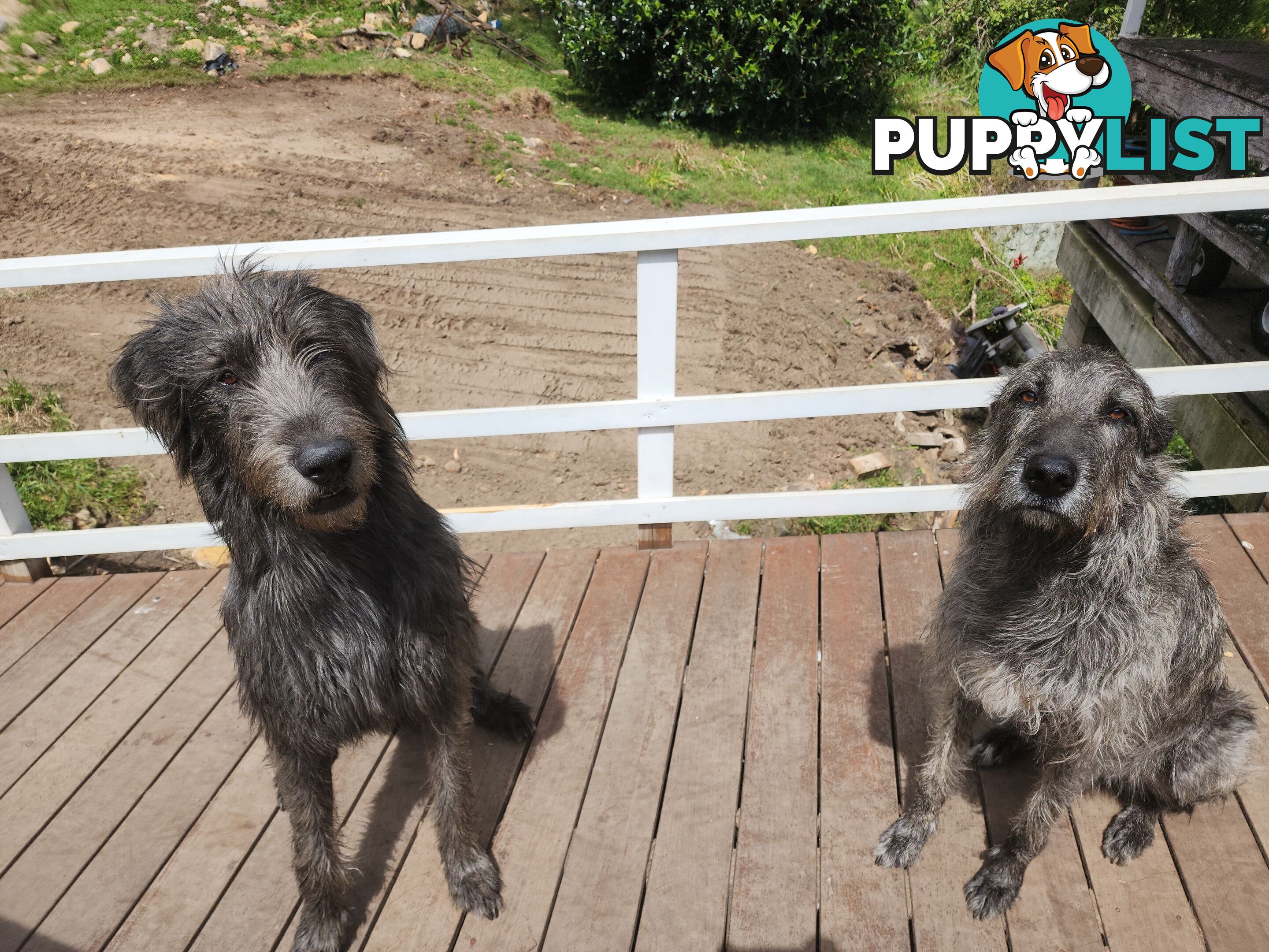 Irish Wolfhound Puppies