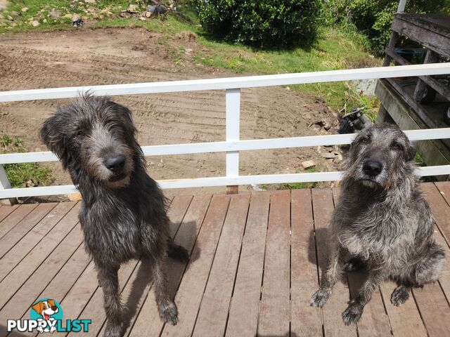 Irish Wolfhound Puppies