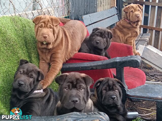 Adorable Mala Pei puppies