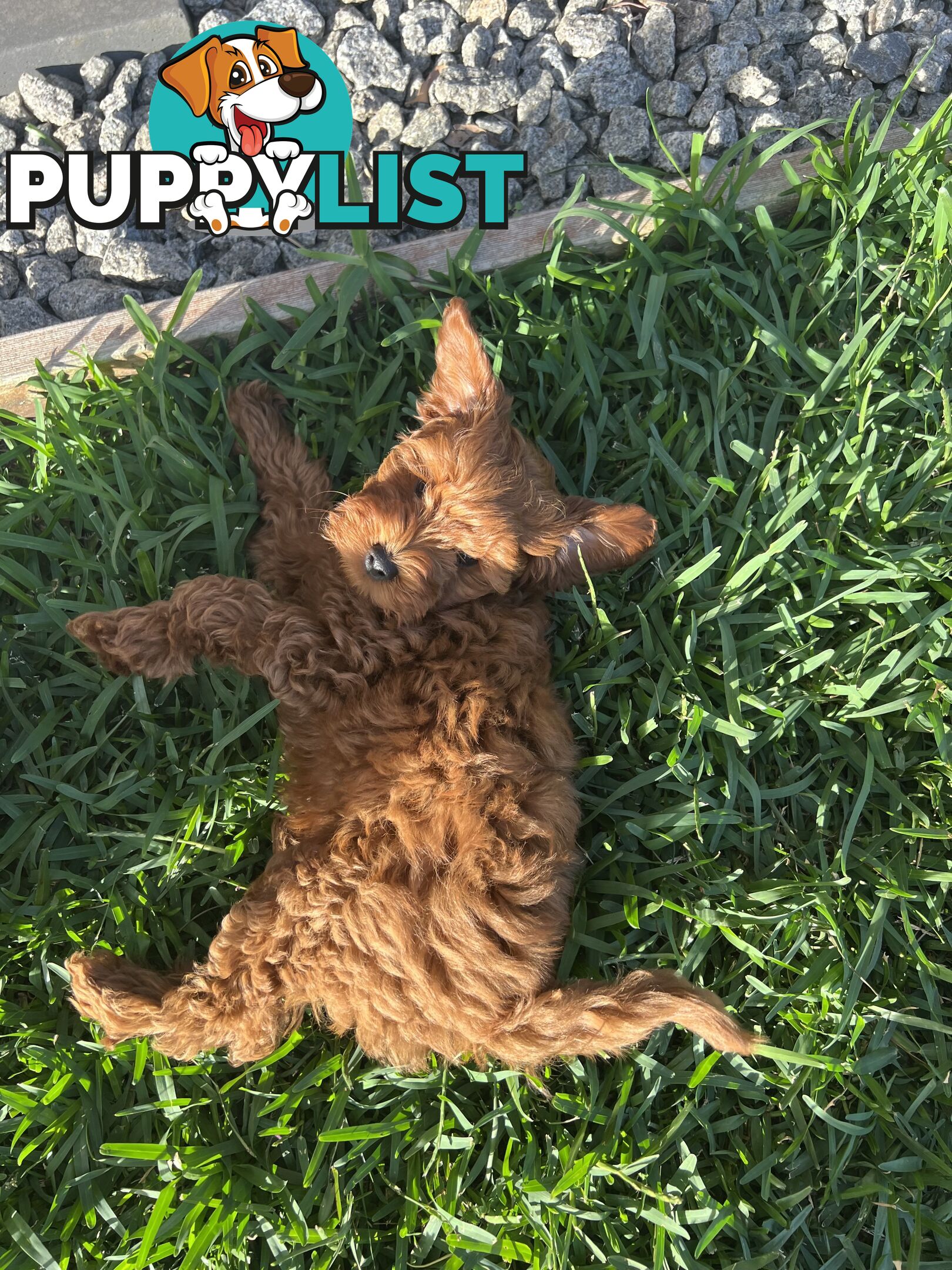 Three TOY Cavoodles ready to be loved by you!