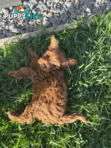 Three TOY Cavoodles ready to be loved by you!