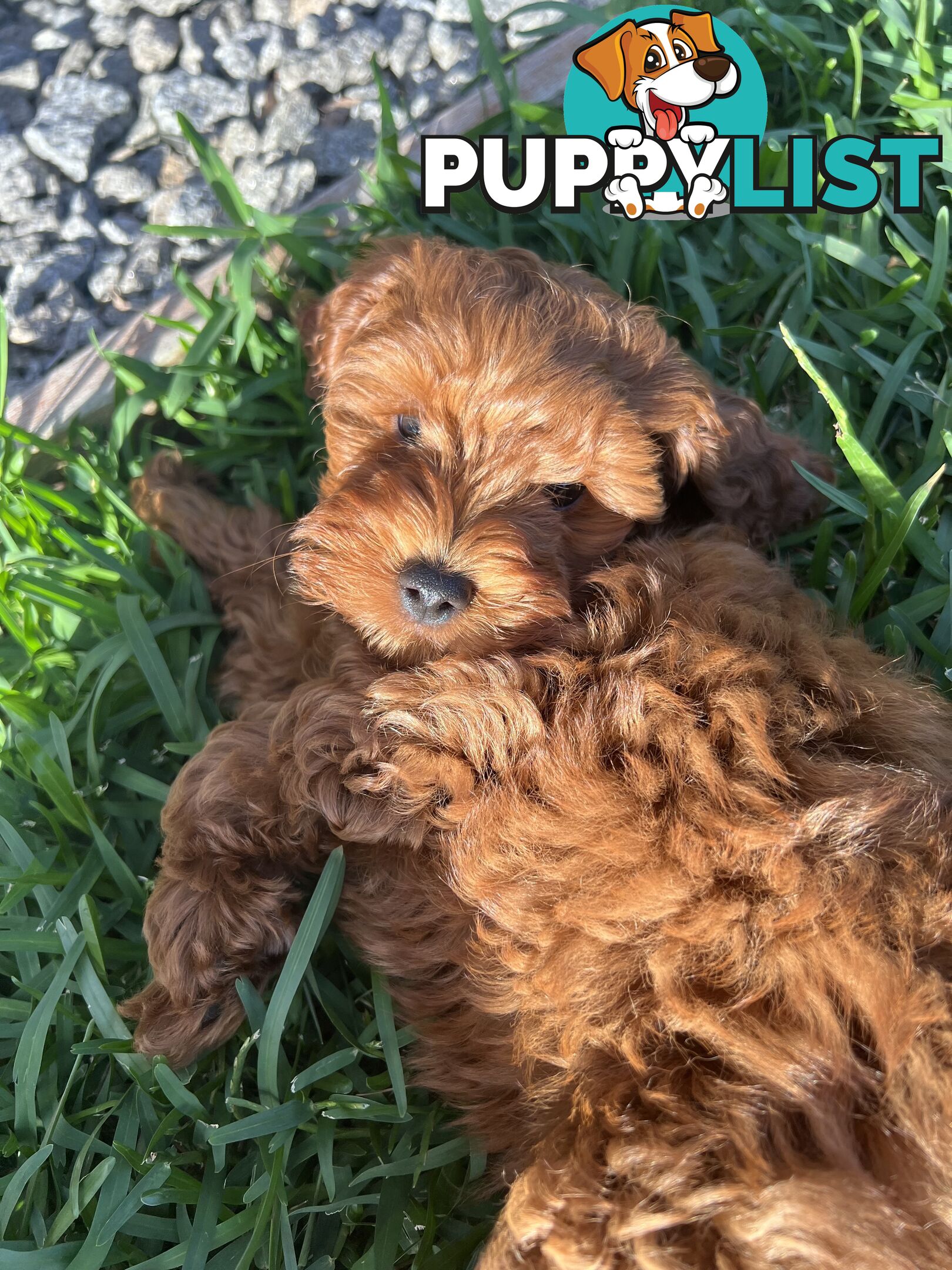 Three TOY Cavoodles ready to be loved by you!