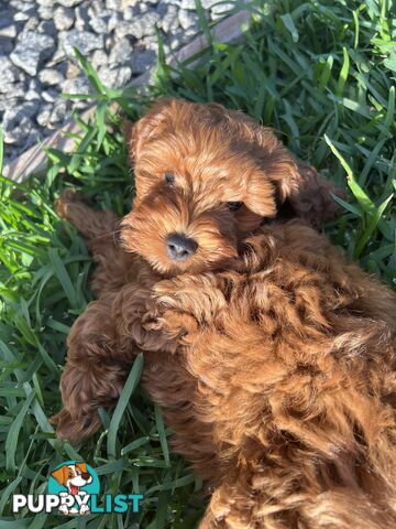 Three TOY Cavoodles ready to be loved by you!