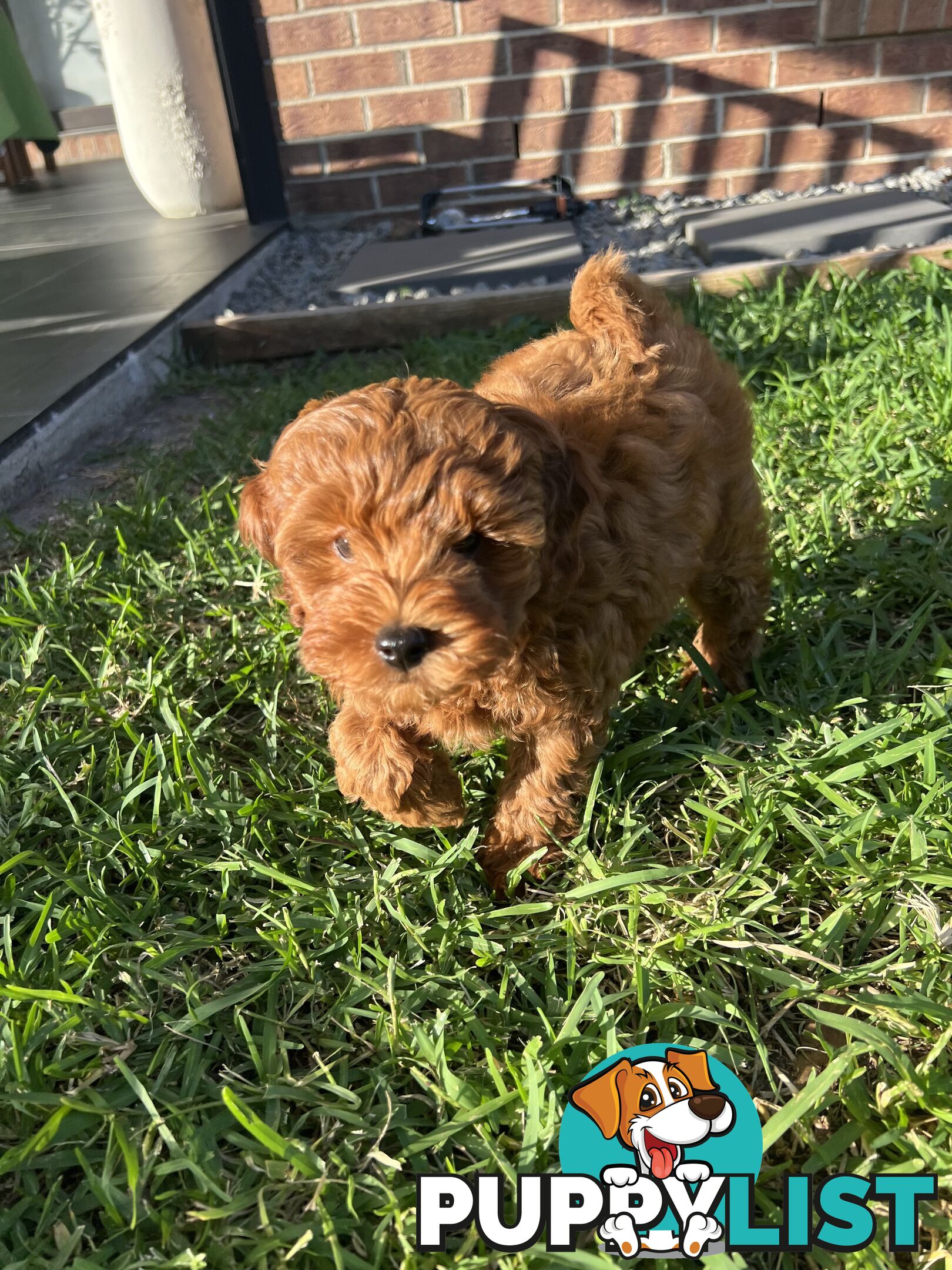 Three TOY Cavoodles ready to be loved by you!