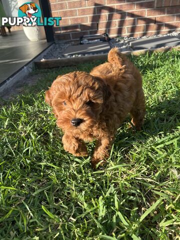 Three TOY Cavoodles ready to be loved by you!