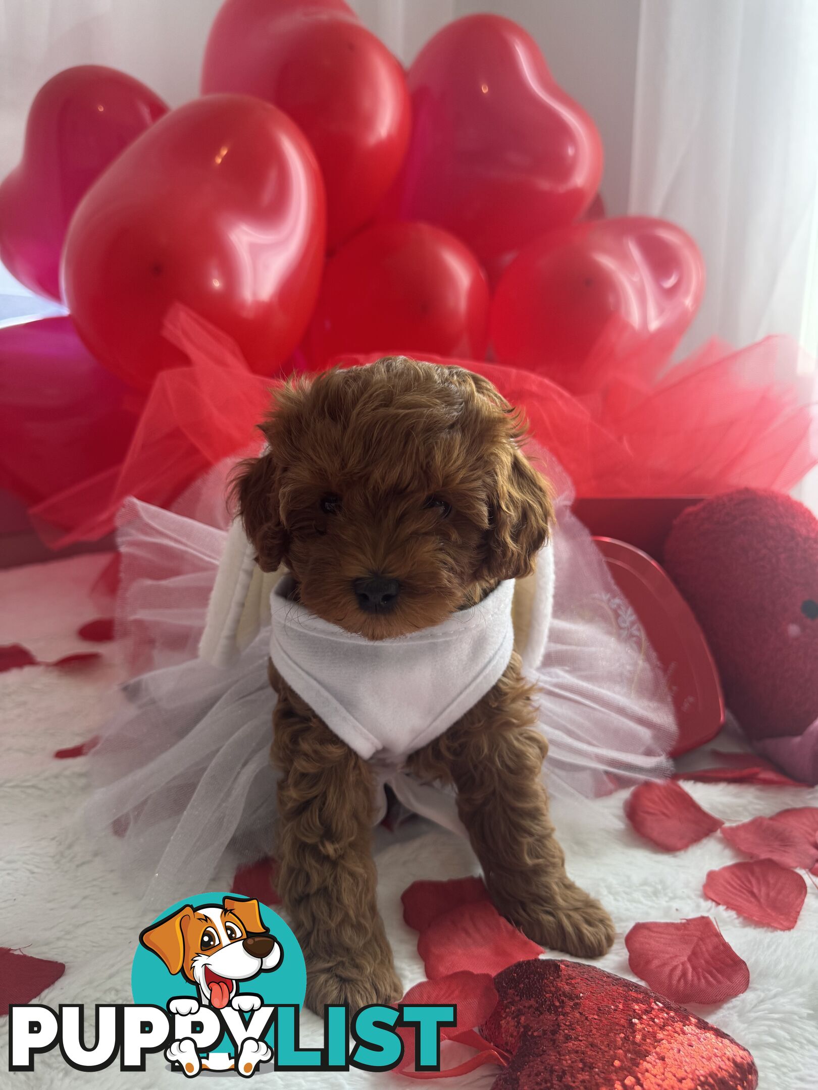 Three TOY Cavoodles ready to be loved by you!