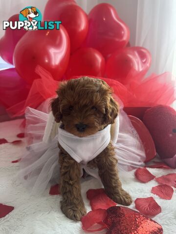 Three TOY Cavoodles ready to be loved by you!