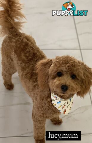 Toy poodle puppies