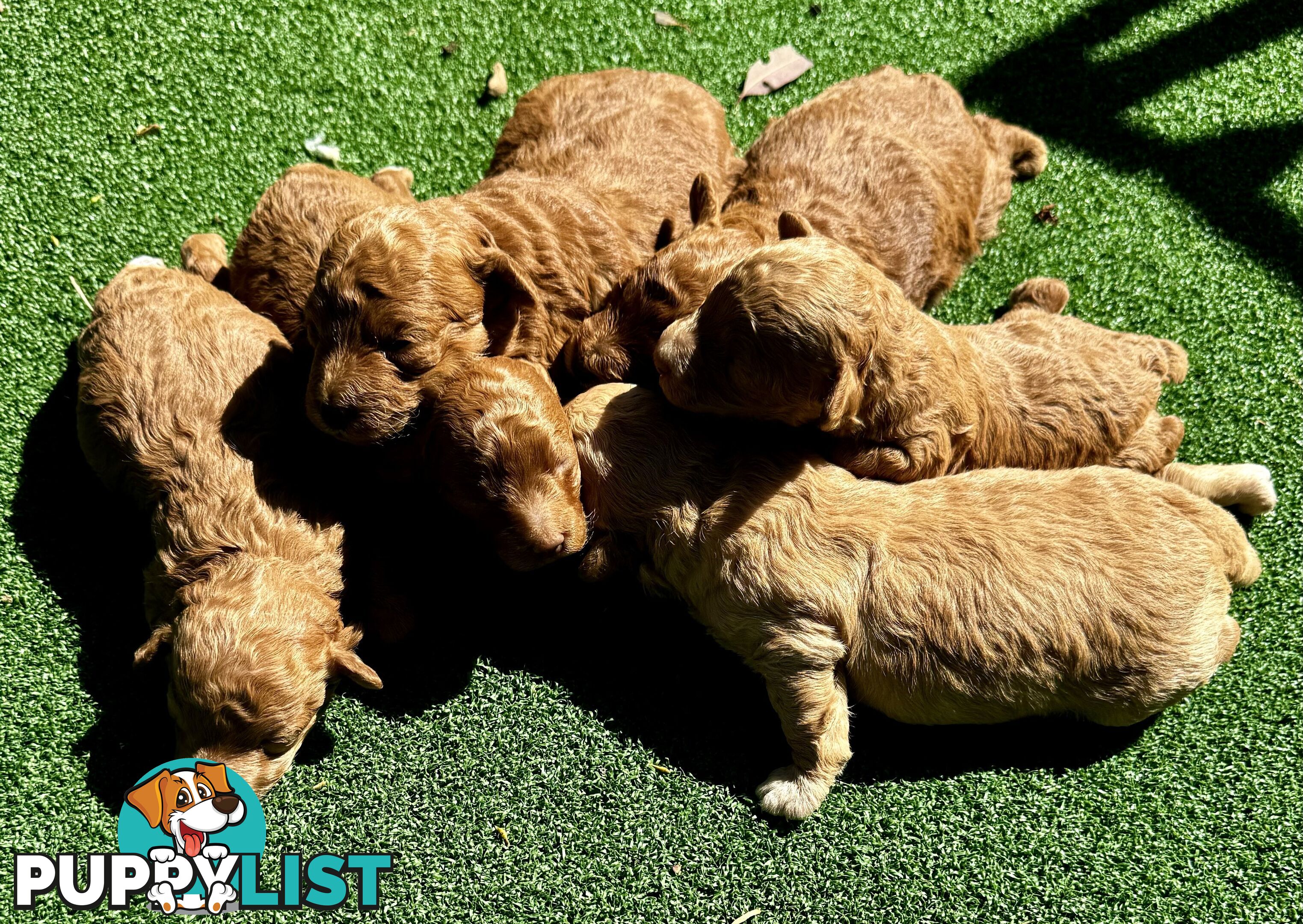 Toy poodle puppies