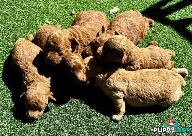 Toy poodle puppies