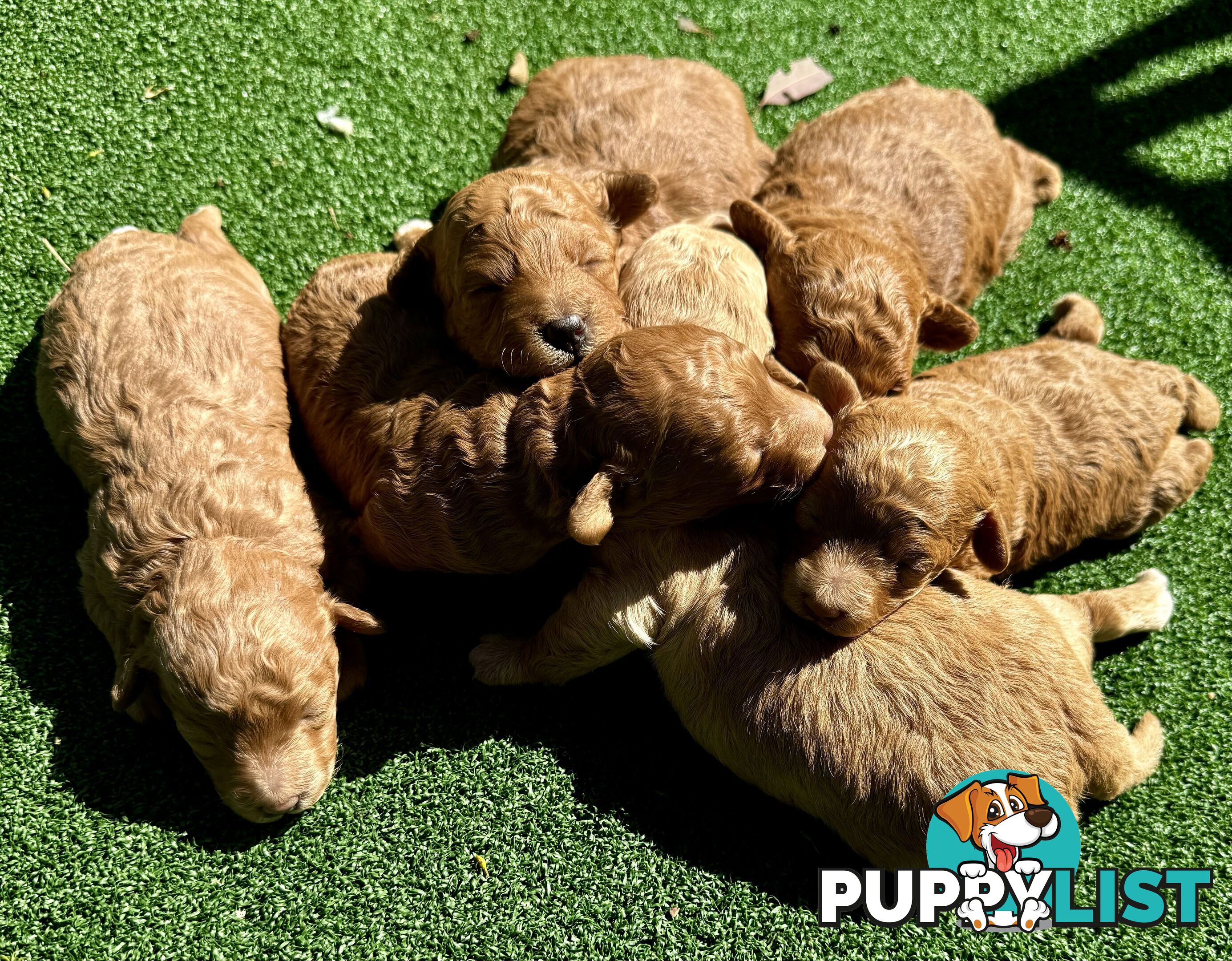 Toy poodle puppies