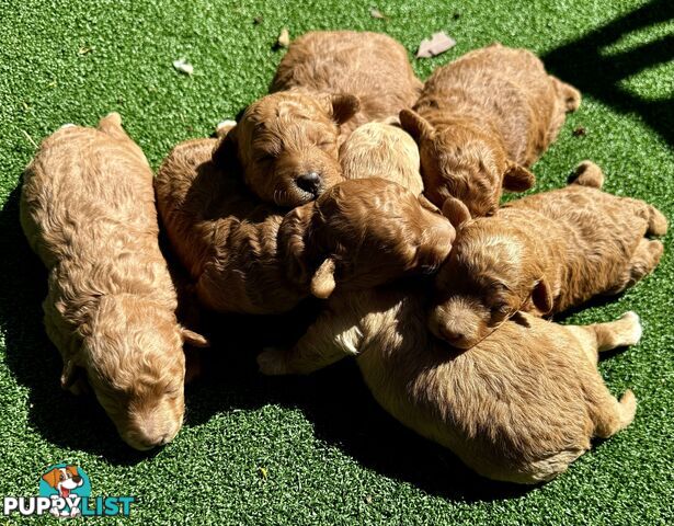 Toy poodle puppies