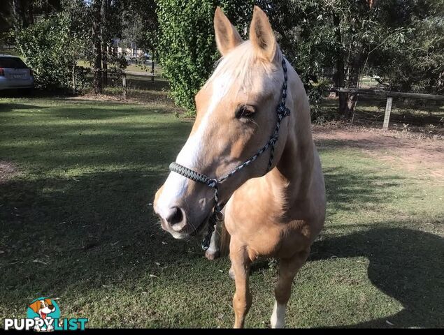 Horses x 2, Palamino and Thoroughbred BARGAIN BUY!