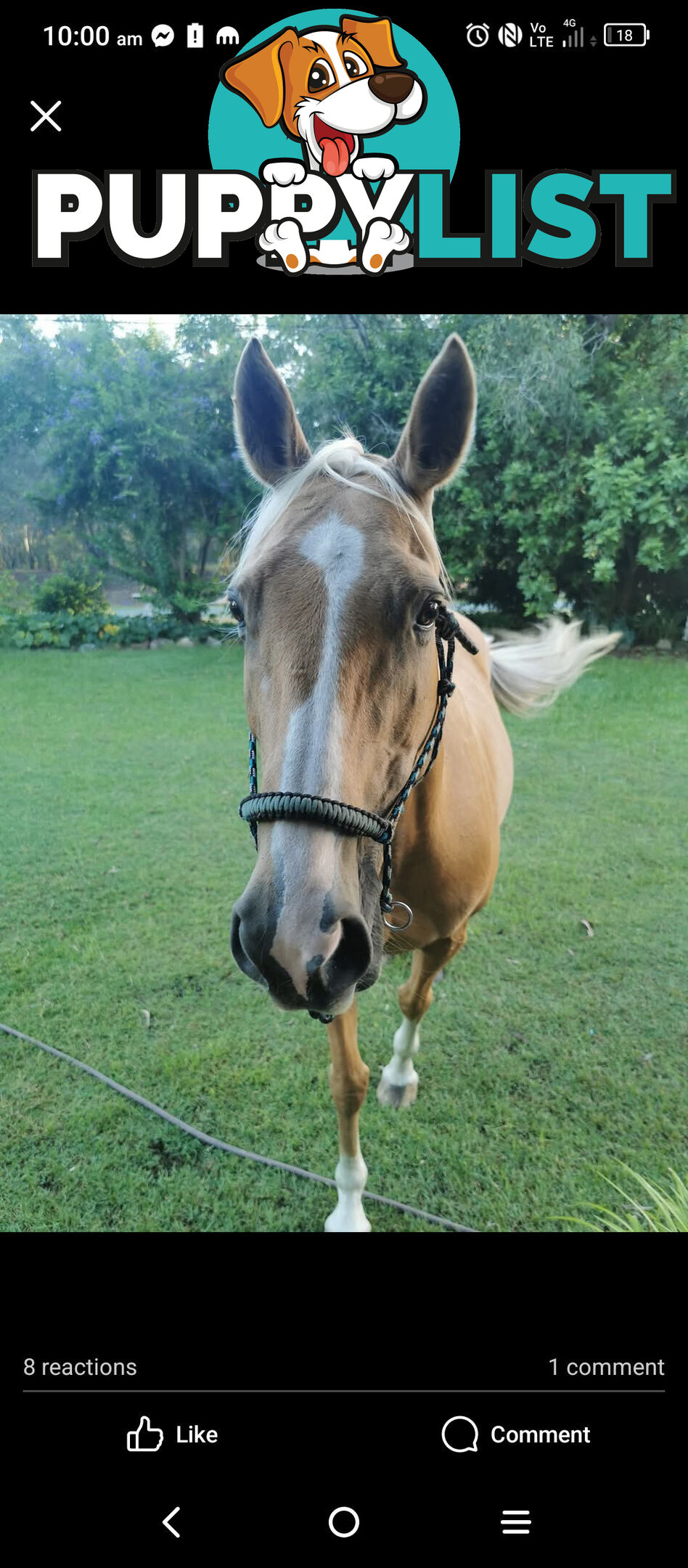 Horses x 2, Palamino and Thoroughbred BARGAIN BUY!