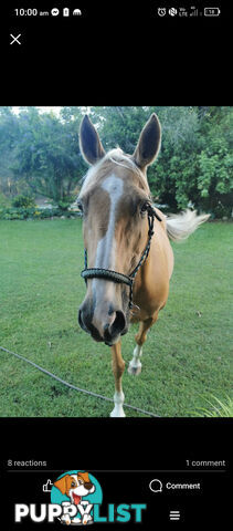 Horses x 2, Palamino and Thoroughbred BARGAIN BUY!