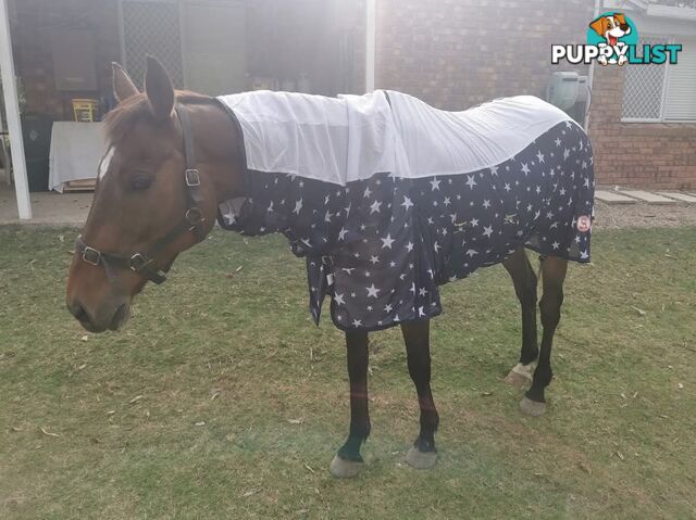 Horses x 2, Palamino and Thoroughbred BARGAIN BUY!
