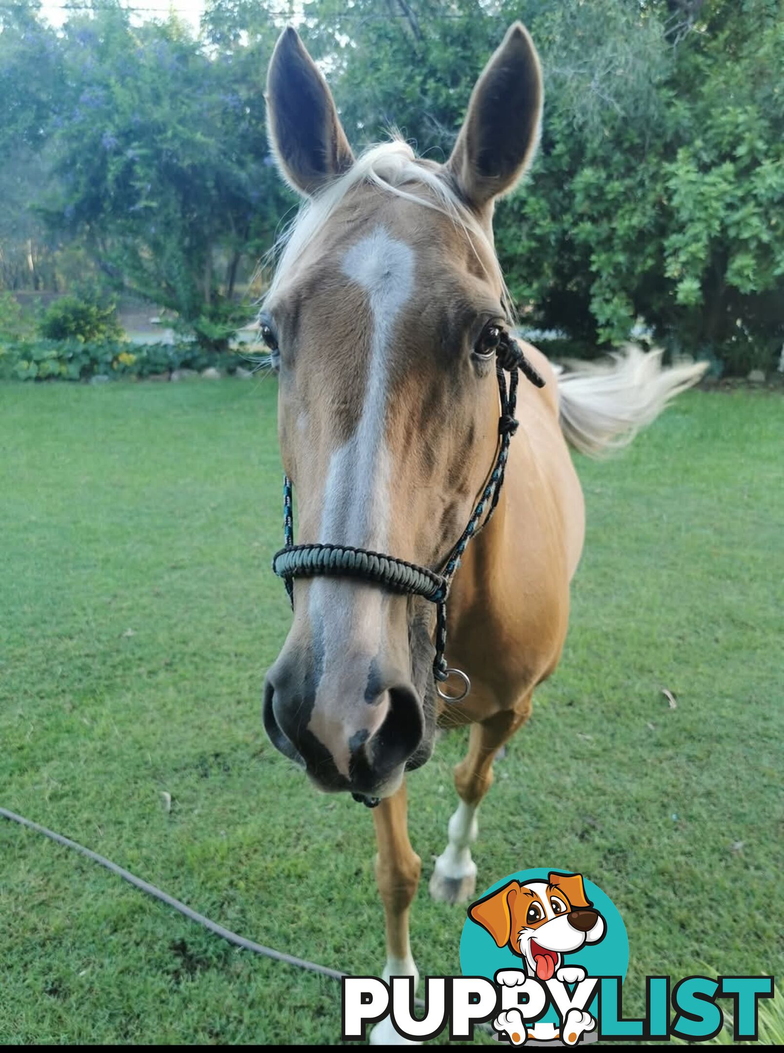 Horses x 2, Palamino and Thoroughbred BARGAIN BUY!