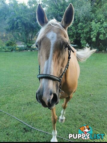 Horses x 2, Palamino and Thoroughbred BARGAIN BUY!
