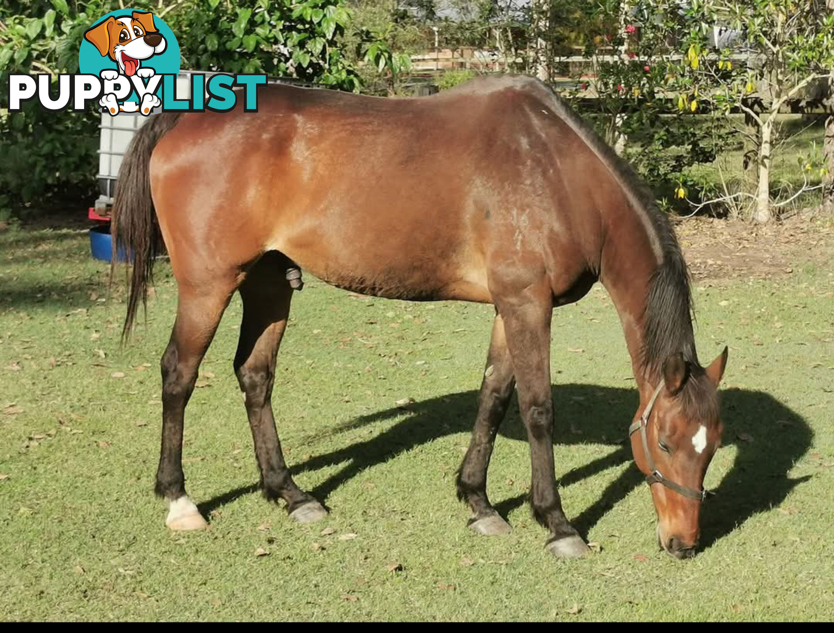 Horses x 2, Palamino and Thoroughbred BARGAIN BUY!
