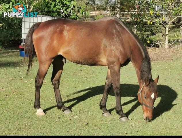 Horses x 2, Palamino and Thoroughbred BARGAIN BUY!