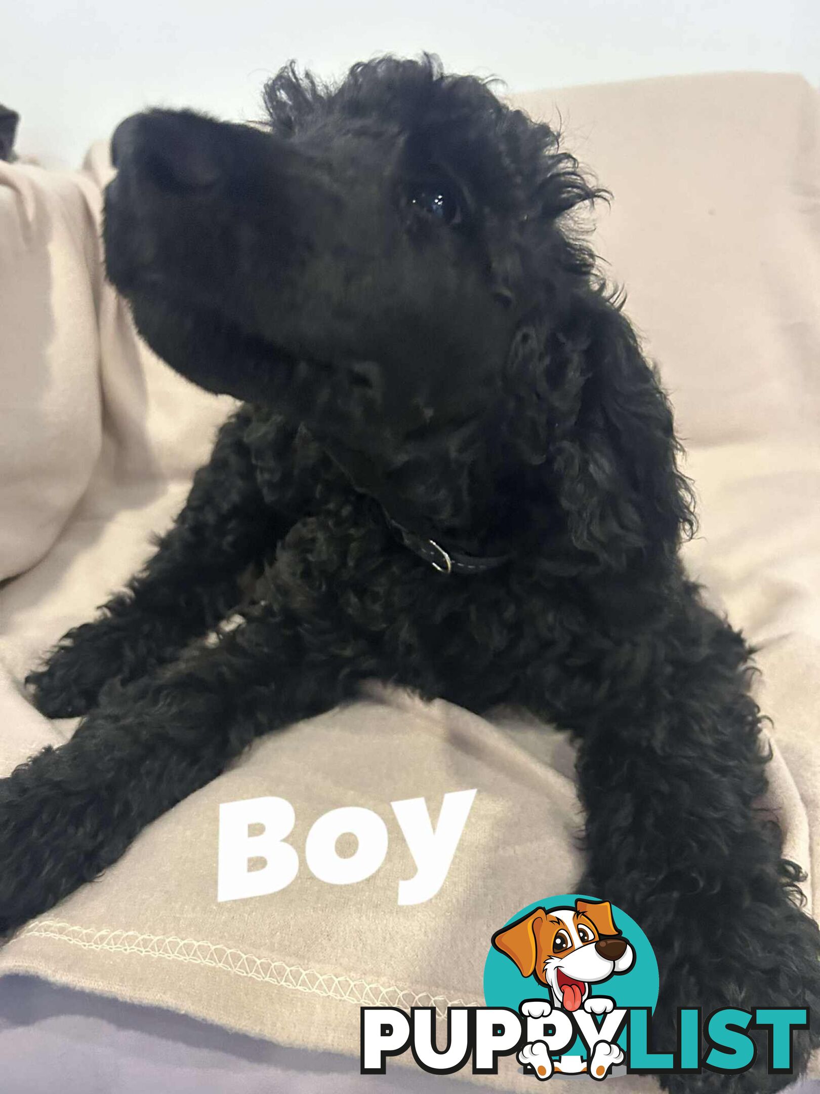 PUREBRED STANDARDS POODLES