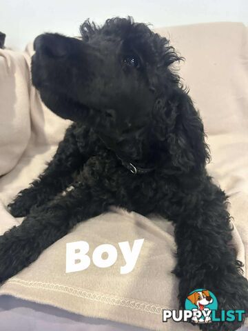 PUREBRED STANDARDS POODLES
