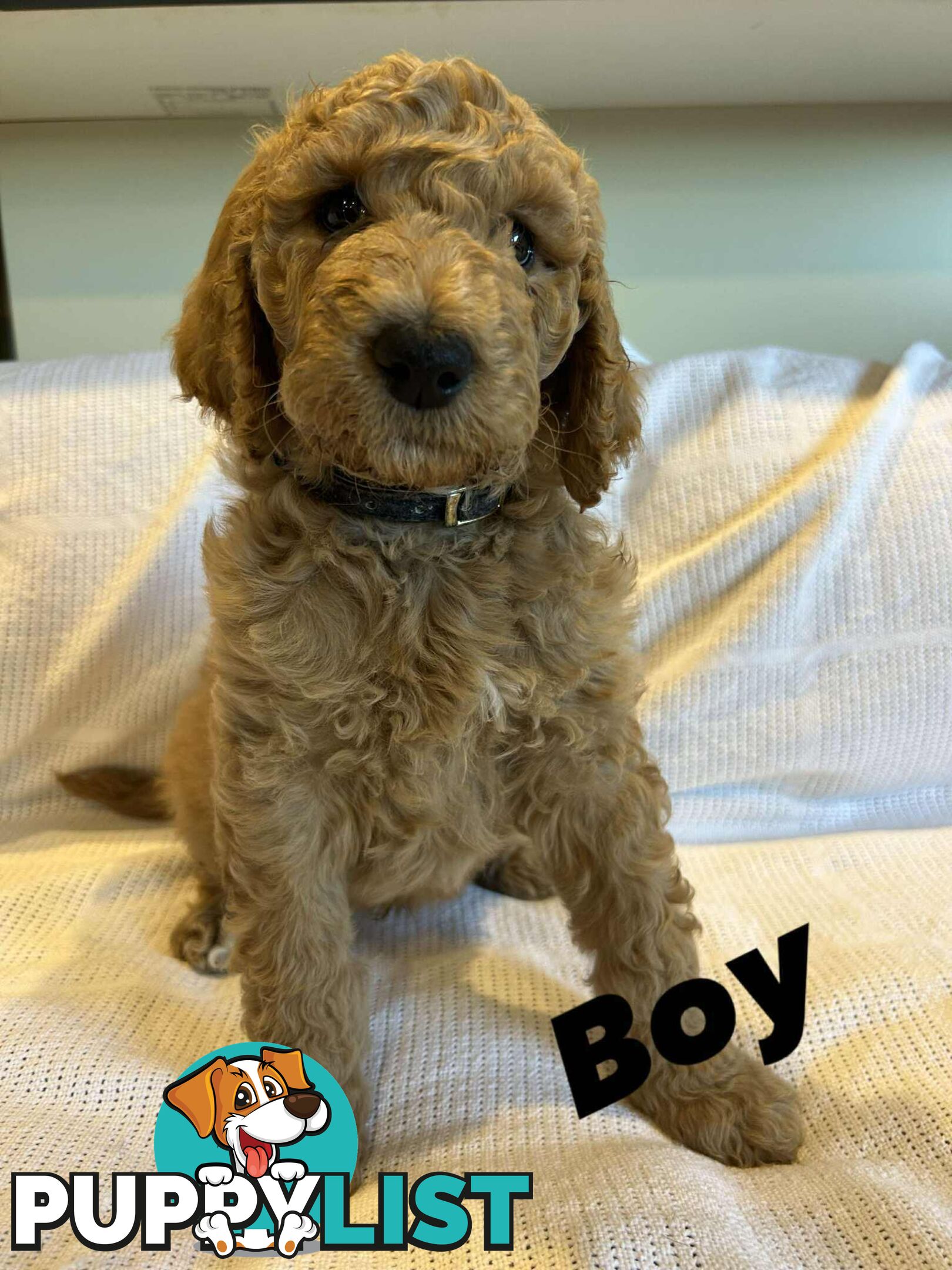 POODLE STANDARD PUREBRED