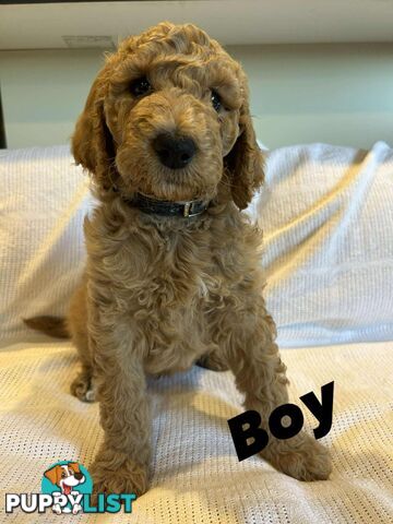 POODLE STANDARD PUREBRED
