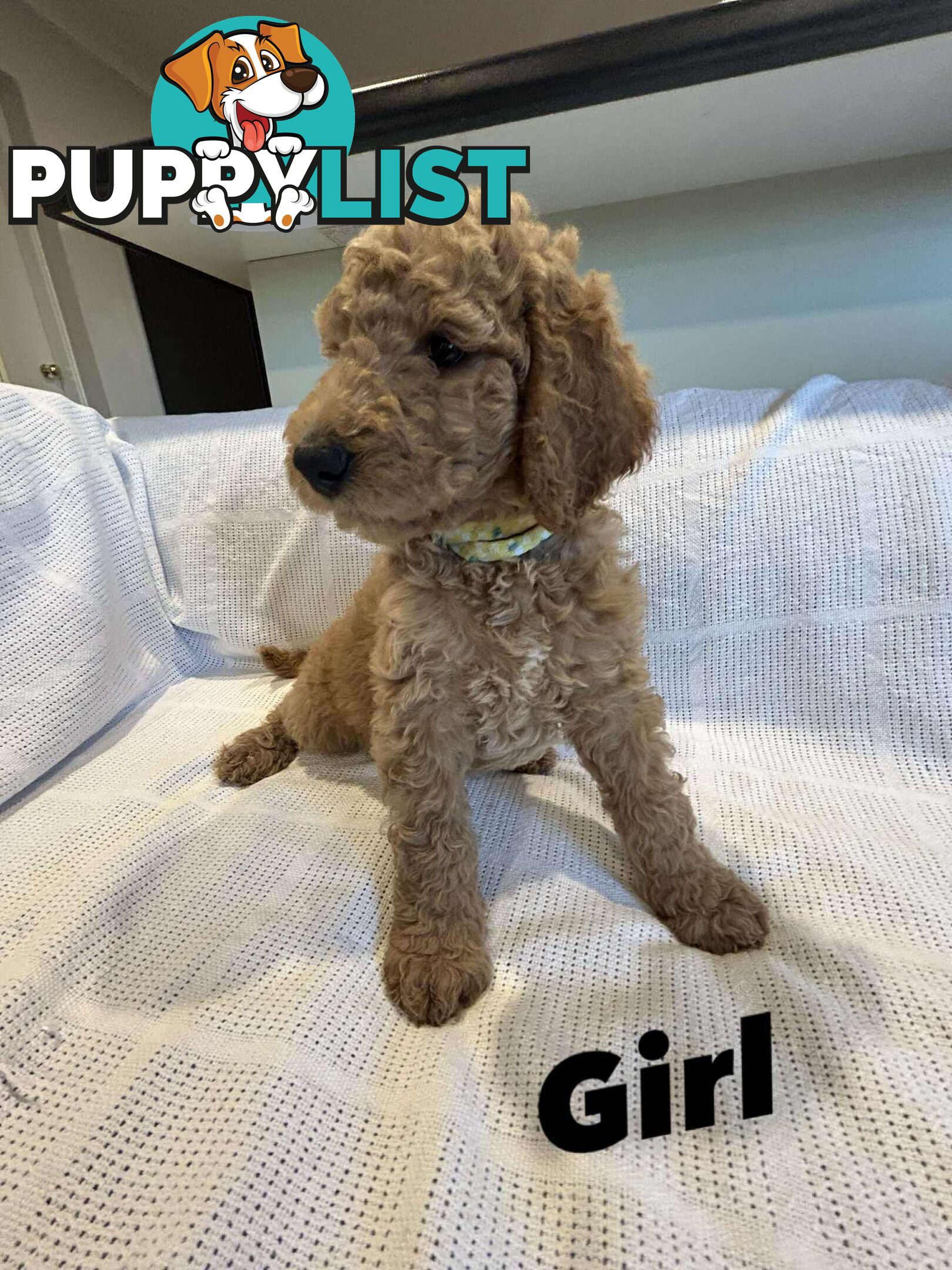 POODLE STANDARD PUREBRED