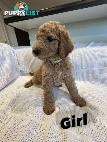 POODLE STANDARD PUREBRED
