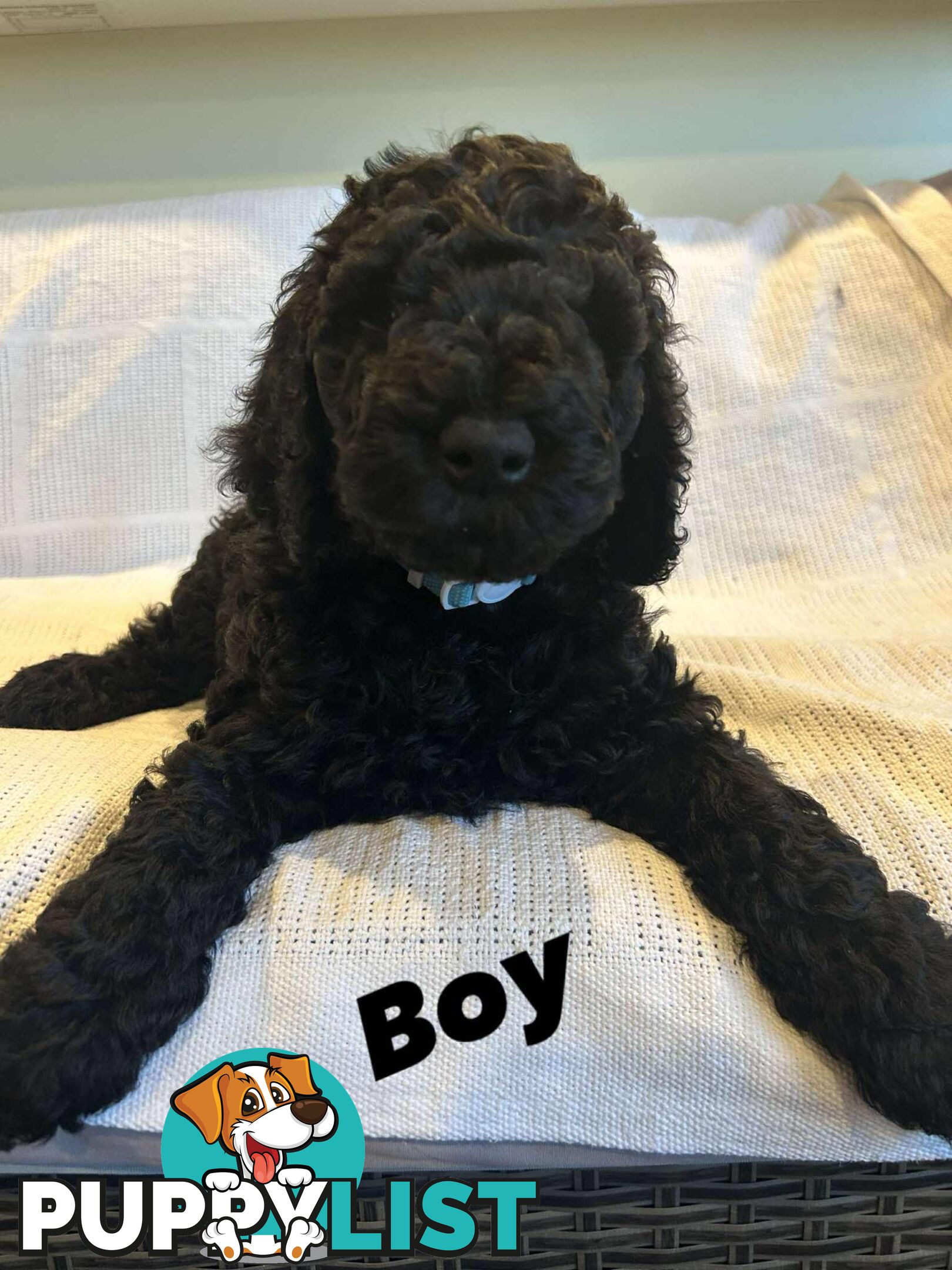 POODLE STANDARD PUREBRED