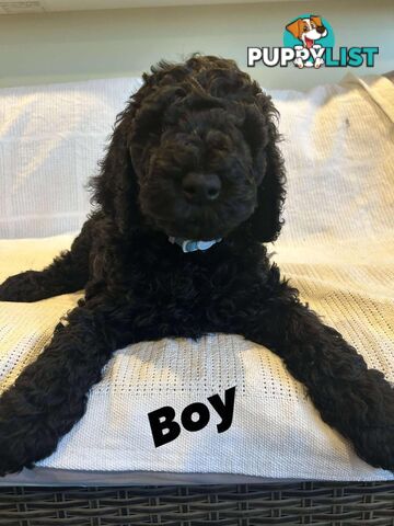 POODLE STANDARD PUREBRED