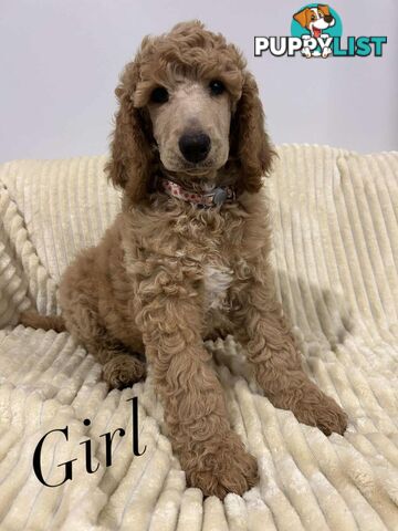 PUREBRED STANDARDS POODLES 8 WEEKS OLD