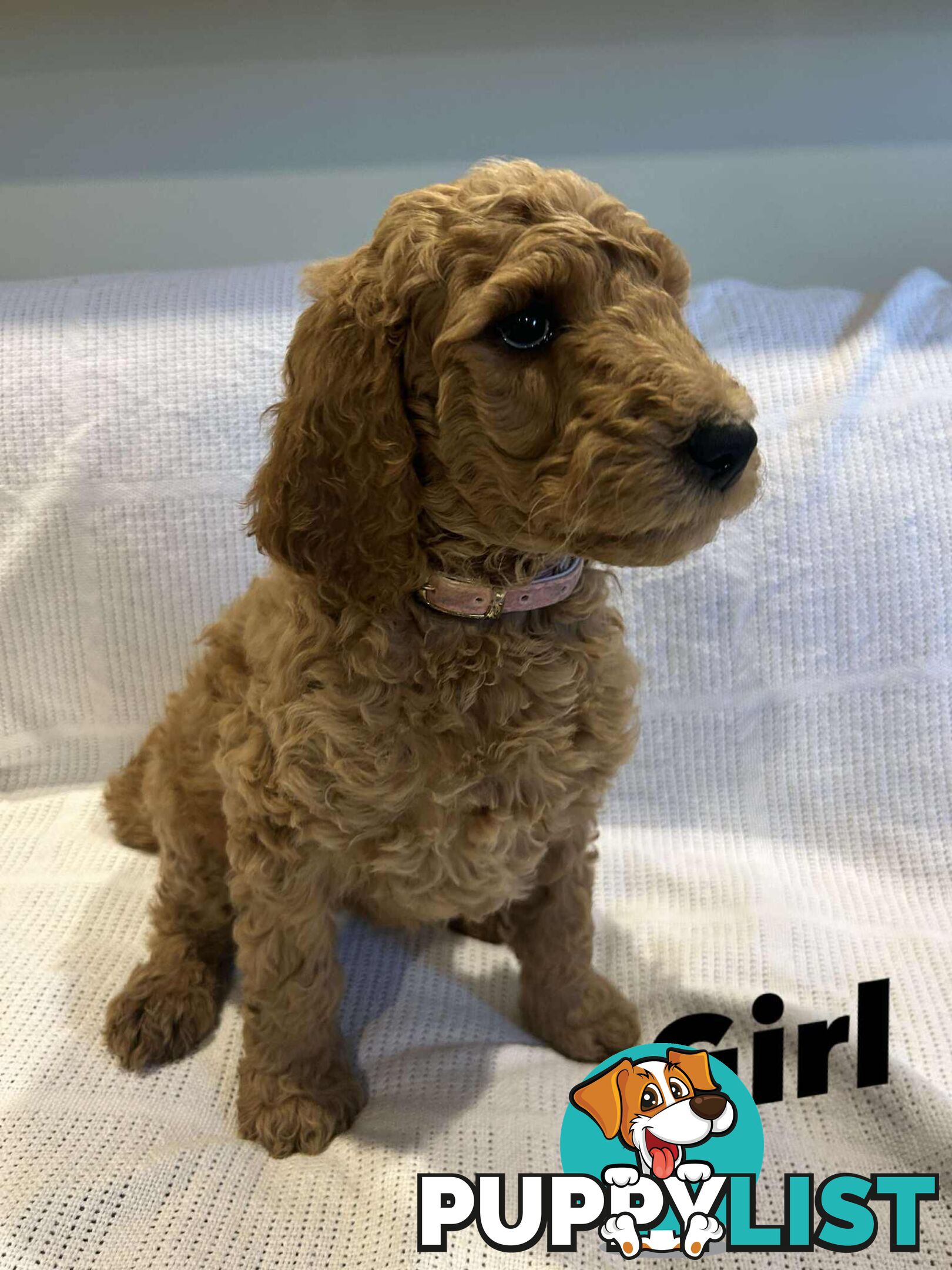 POODLE STANDARD PUREBRED