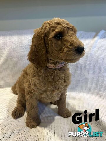 POODLE STANDARD PUREBRED