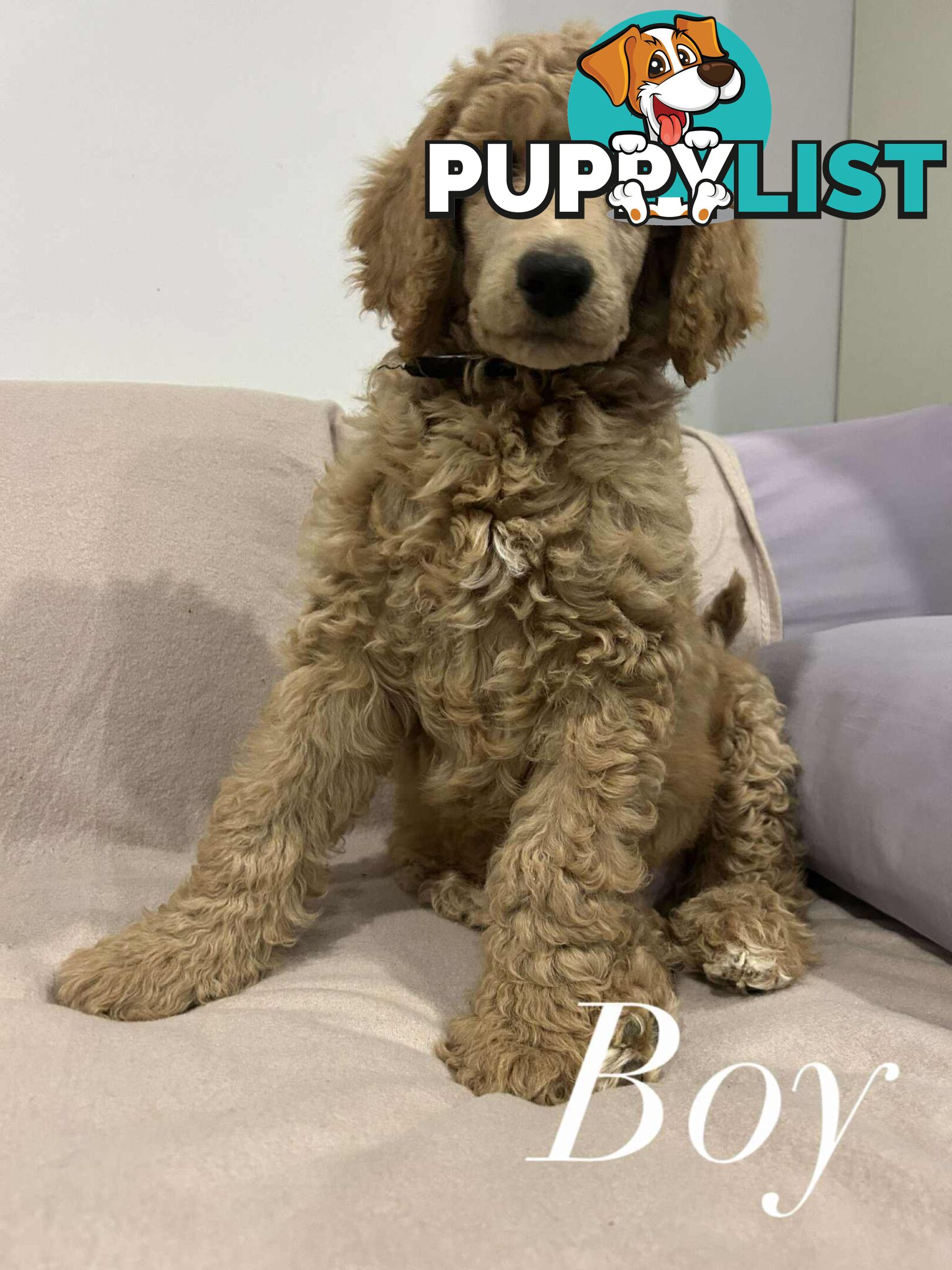 PUREBRED STANDARDS POODLES