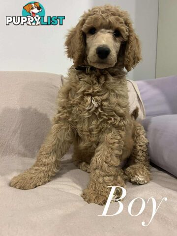 PUREBRED STANDARDS POODLES