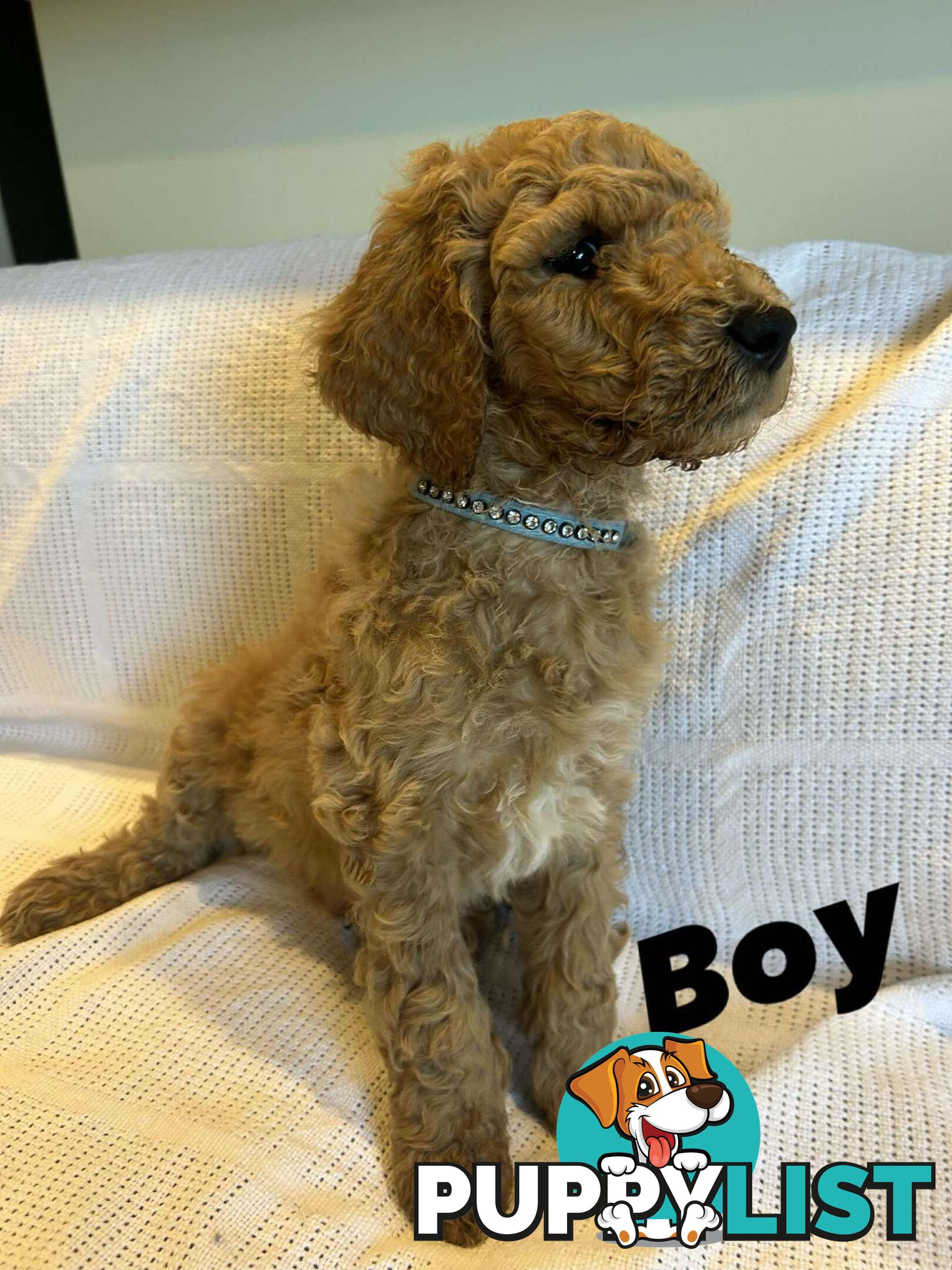 POODLE STANDARD PUREBRED