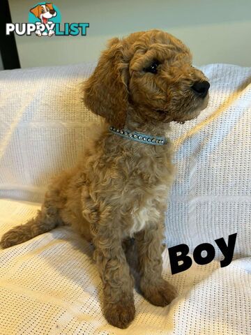 POODLE STANDARD PUREBRED