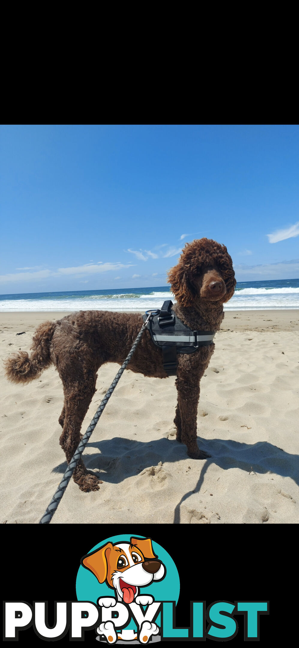 POODLE STANDARD PUREBRED
