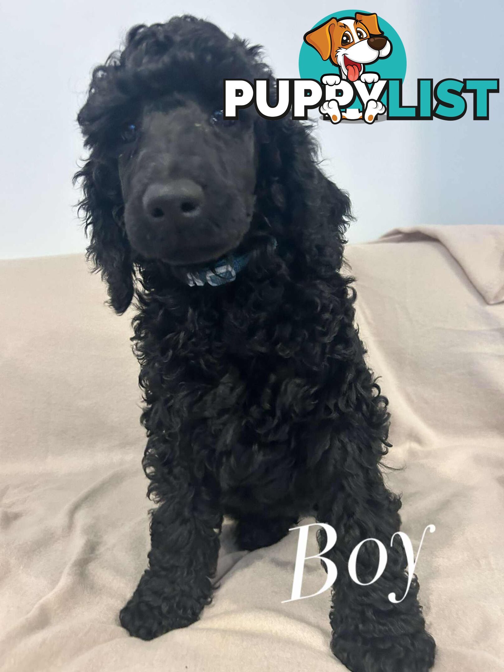 PUREBRED STANDARDS POODLES