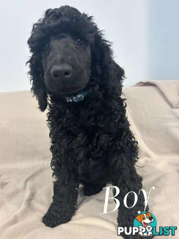 PUREBRED STANDARDS POODLES