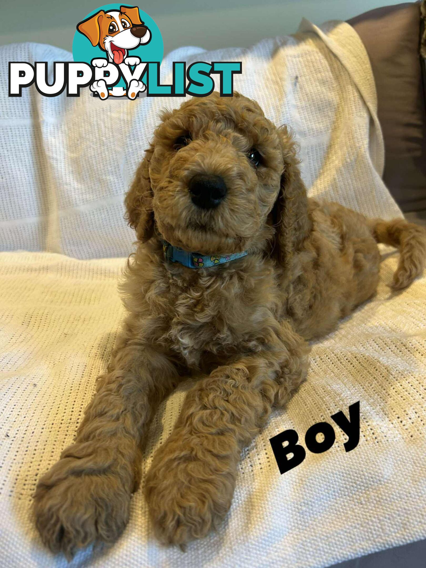 POODLE STANDARD PUREBRED