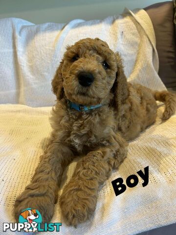 POODLE STANDARD PUREBRED