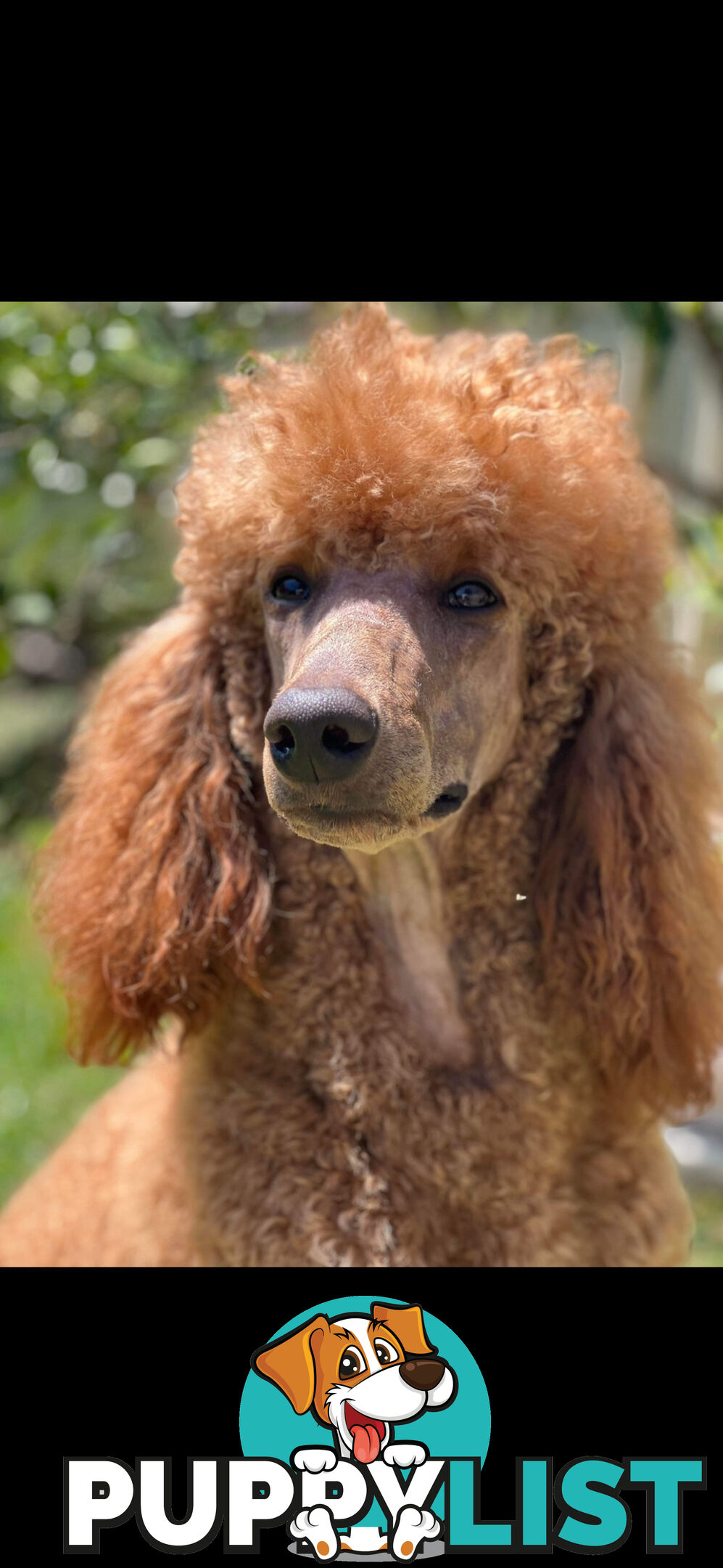 POODLE STANDARD PUREBRED