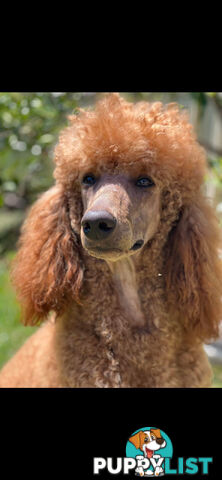 POODLE STANDARD PUREBRED