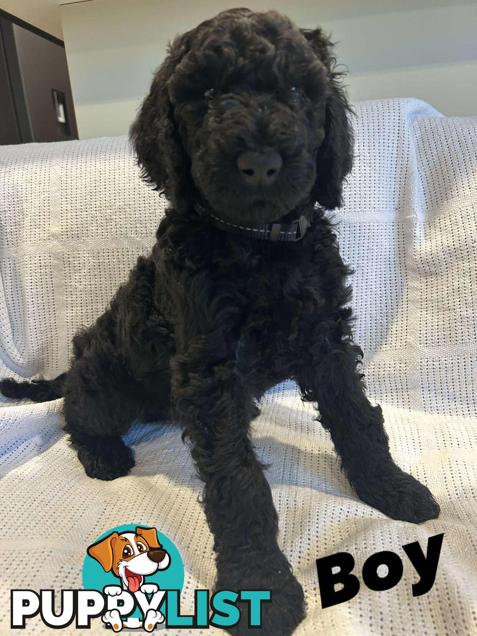 POODLE STANDARD PUREBRED