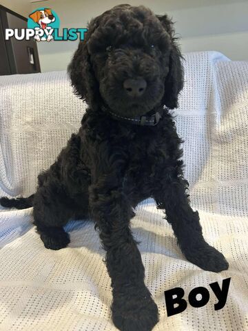 POODLE STANDARD PUREBRED